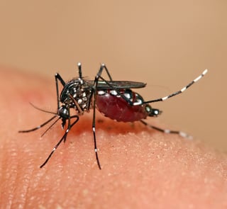 Picture of Aedes