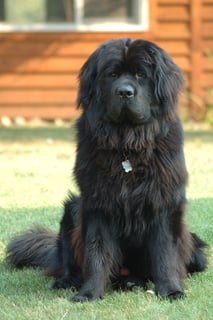 Picture of Newfoundland dog