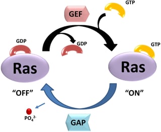 Picture of Ras GTPase