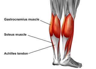 Picture of Achilles tendon