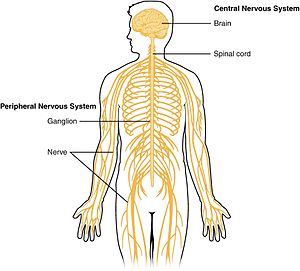 Picture of central nervous system