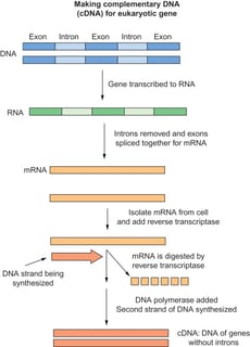 Picture of Complementary DNA