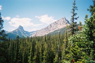 Picture of Wilderness