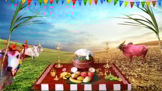 Picture of Pongal