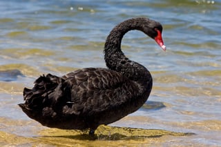 Picture of Black swan theory