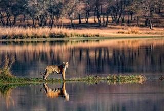 Picture of Ranthambore National Park