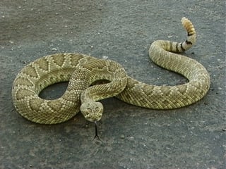 Picture of Venomous snake