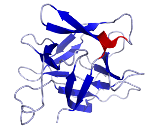 Picture of Interleukin 18