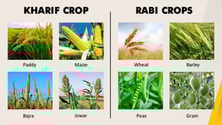 Picture of Kharif crop