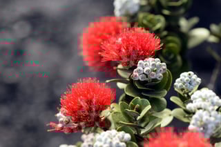 Picture of 'Ohi'a lehua