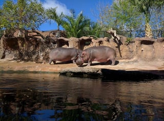 Picture of San Antonio Zoo