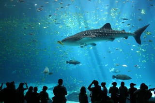 Picture of Public aquarium