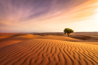 Picture of Desert