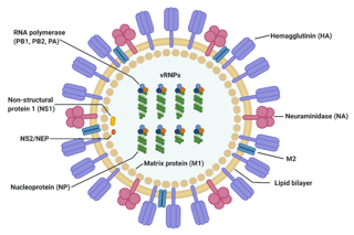 Picture of Influenza A virus