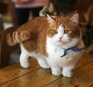 Picture of Munchkin