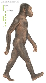 Picture of Australopithecus afarensis