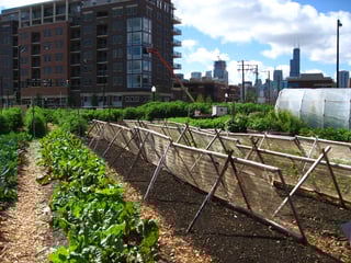 Picture of Urban agriculture