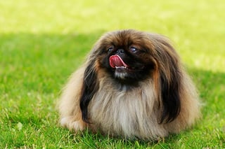 Picture of Pekingese