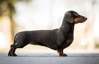 Picture of Dachshund
