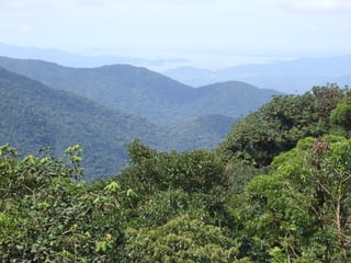 Picture of Atlantic Forest