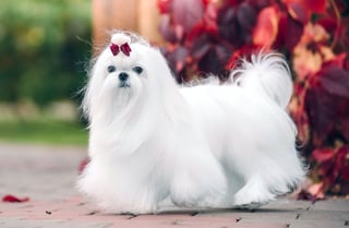 Picture of Maltese dog