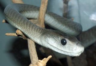 Picture of Mambas