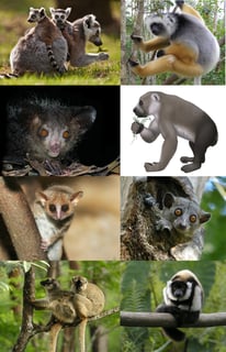 Picture of Lemurs
