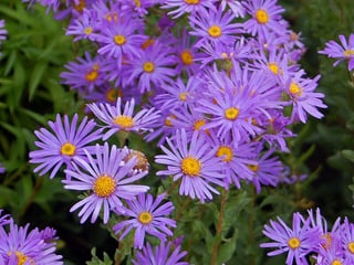 Picture of Aster