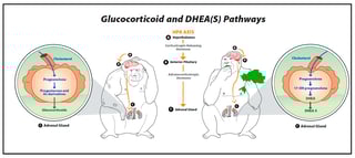 Picture of Dehydroepiandrosterone