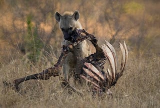 Picture of Scavenger