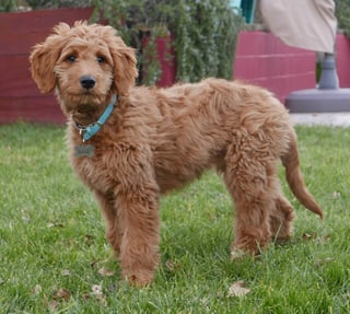 Picture of Goldendoodle
