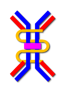Picture of Immunoglobulin A