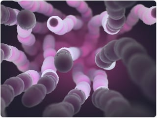 Picture of Streptococcus pneumoniae