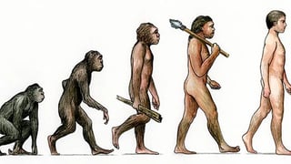 Picture of Evolution