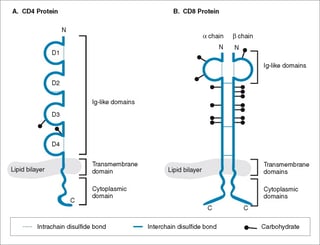 Picture of CD4