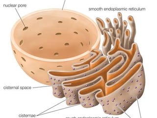 Picture of Endoplasmic reticulum