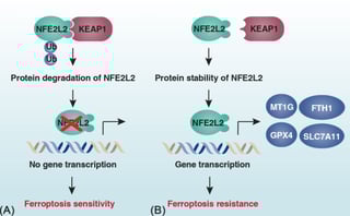 Picture of NFE2L2