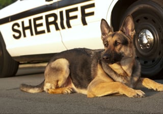 Picture of Police dog