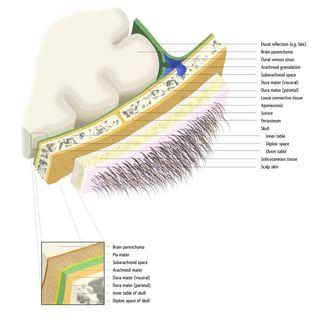 Picture of Scalp