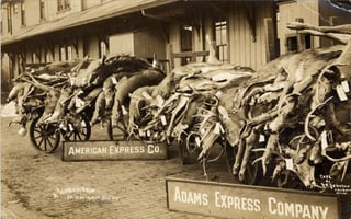 Picture of Lacey Act of 1900