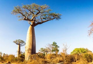 Picture of Baobab