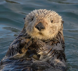 Picture of Sea otter