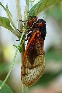 Picture of Brood XIX
