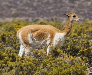 Picture of Vicuña