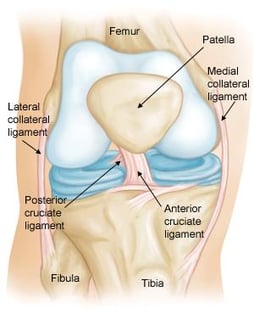 Picture of posterior cruciate ligament