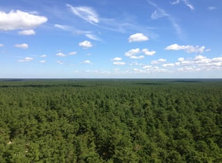 Picture of Pine Barrens