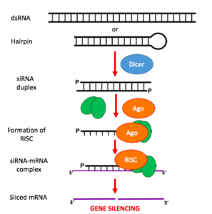 Picture of Small interfering RNA
