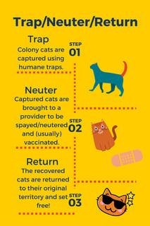 Picture of Trap–neuter–return