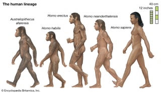 Picture of Human evolution