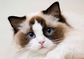 Picture of Ragdoll